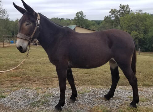 trail riding mules for sale